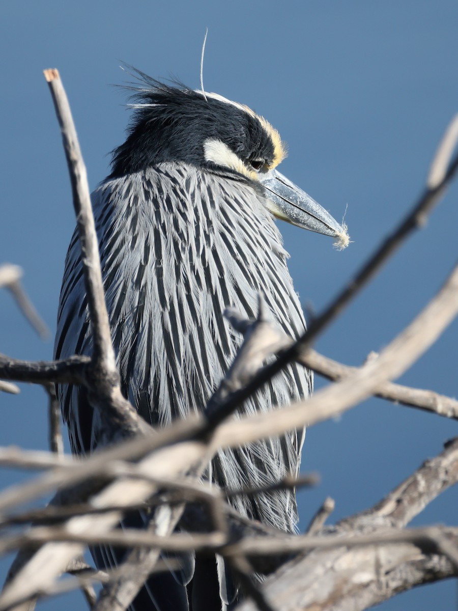 シラガゴイ - ML646611737