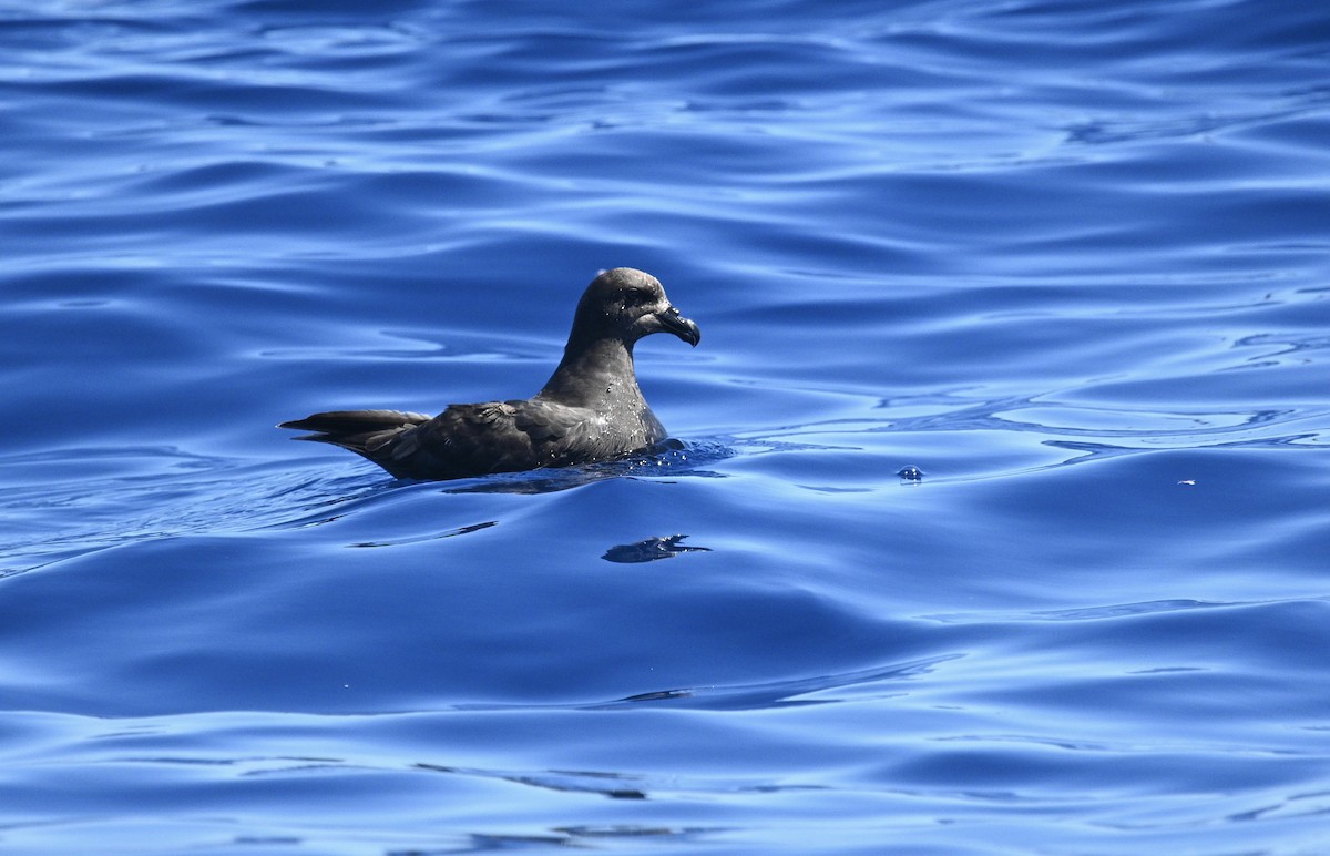 Petrel Aligrande - ML646611738