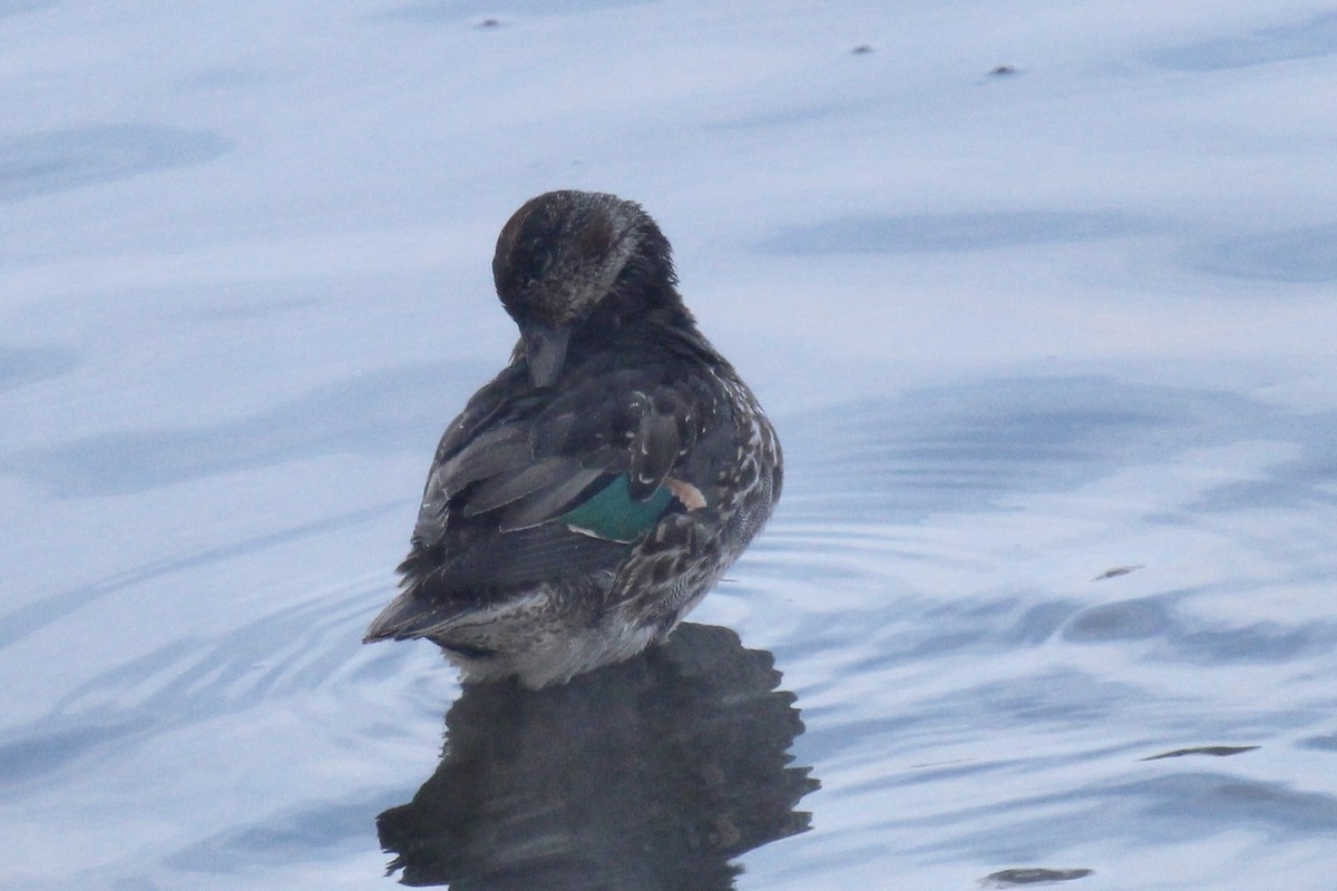 小水鴨(carolinensis) - ML646611744