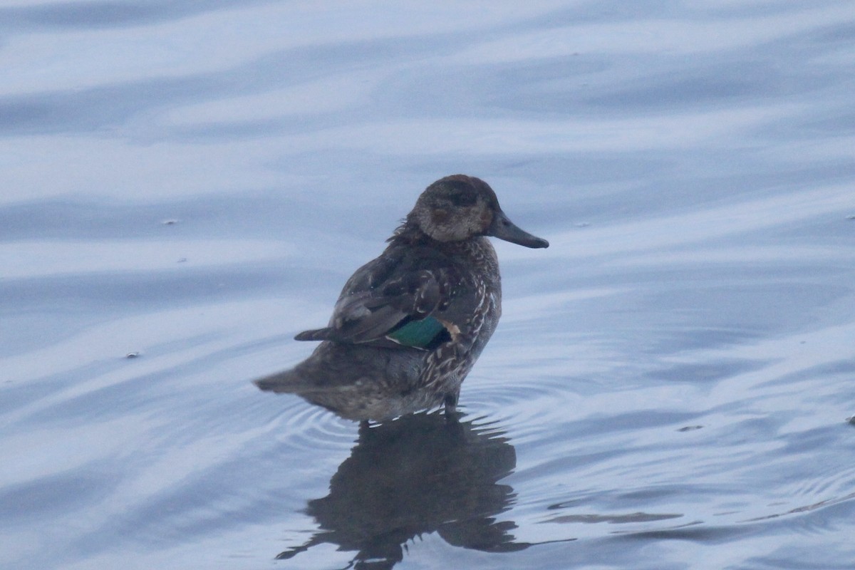 小水鴨(carolinensis) - ML646611745