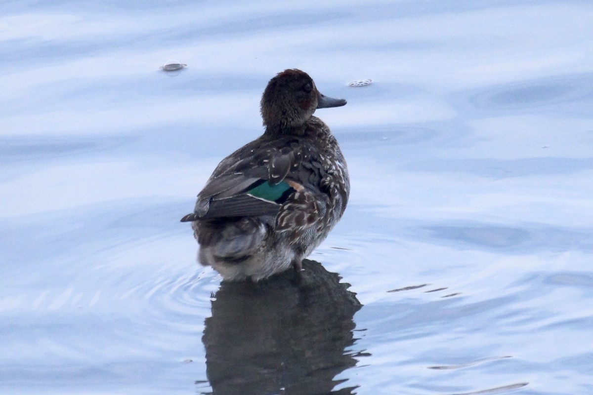 小水鴨(carolinensis) - ML646611746