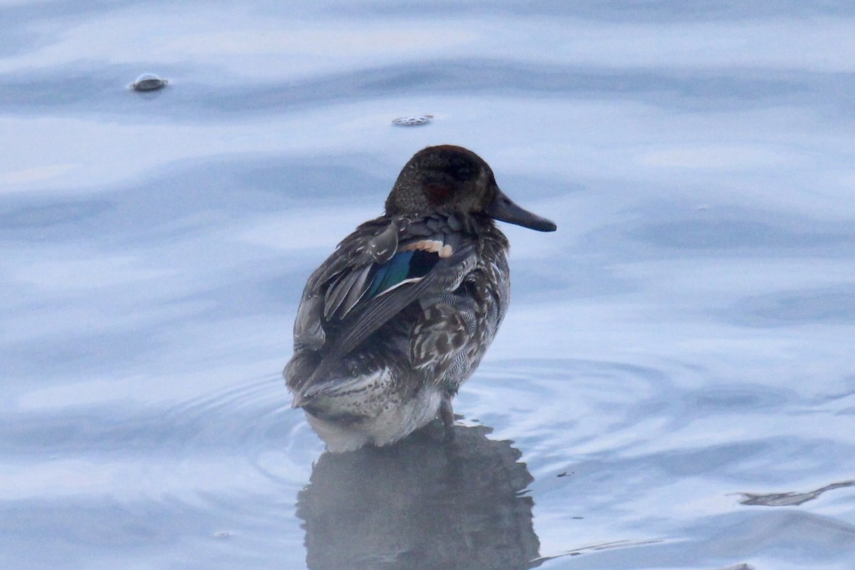 小水鴨(carolinensis) - ML646611747