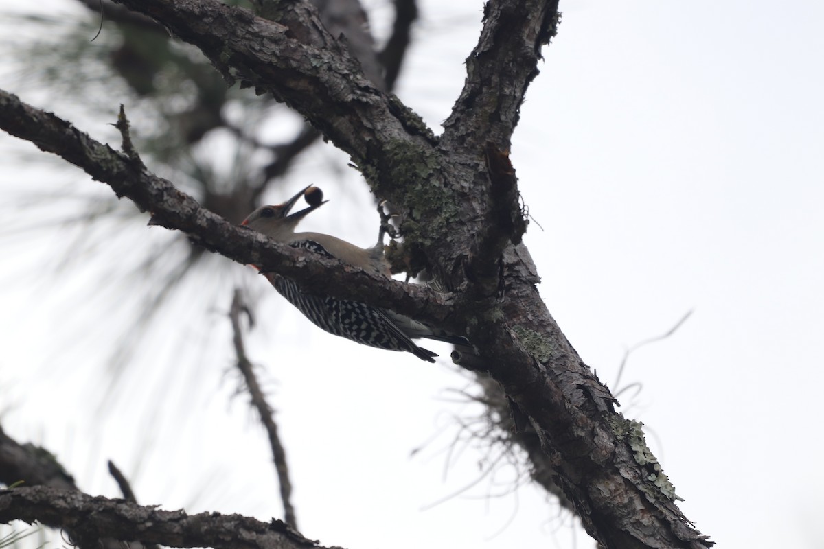 Carpintero de Carolina - ML646611749