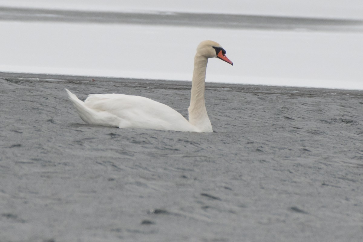 Mute Swan - ML646611750