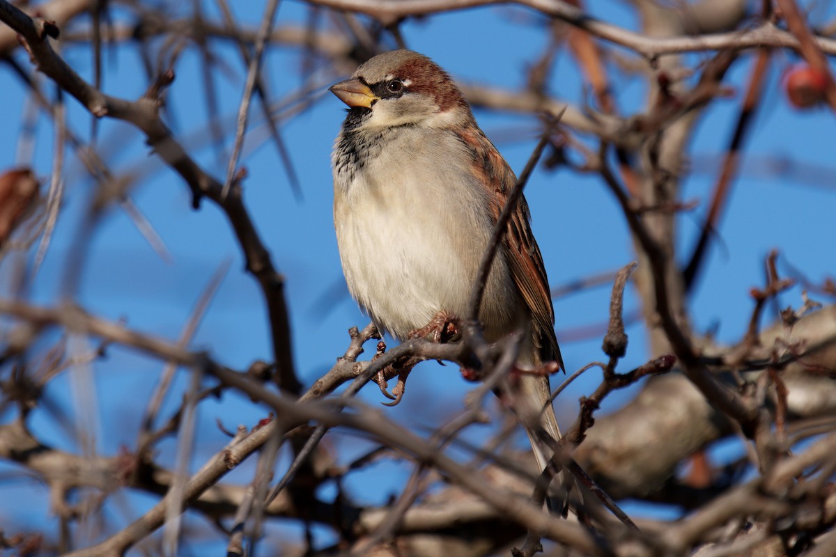 House Sparrow - ML646611751