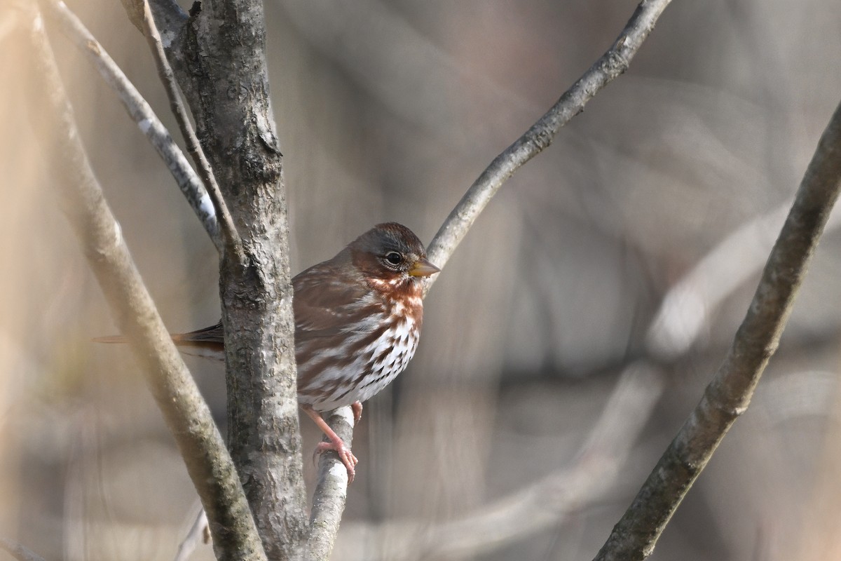 Fuchsammer (iliaca/zaboria) - ML646611753