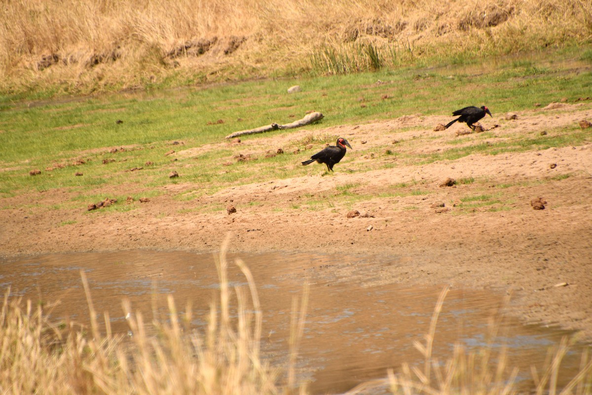 Nübye Yer Boynuzgagası - ML646611754