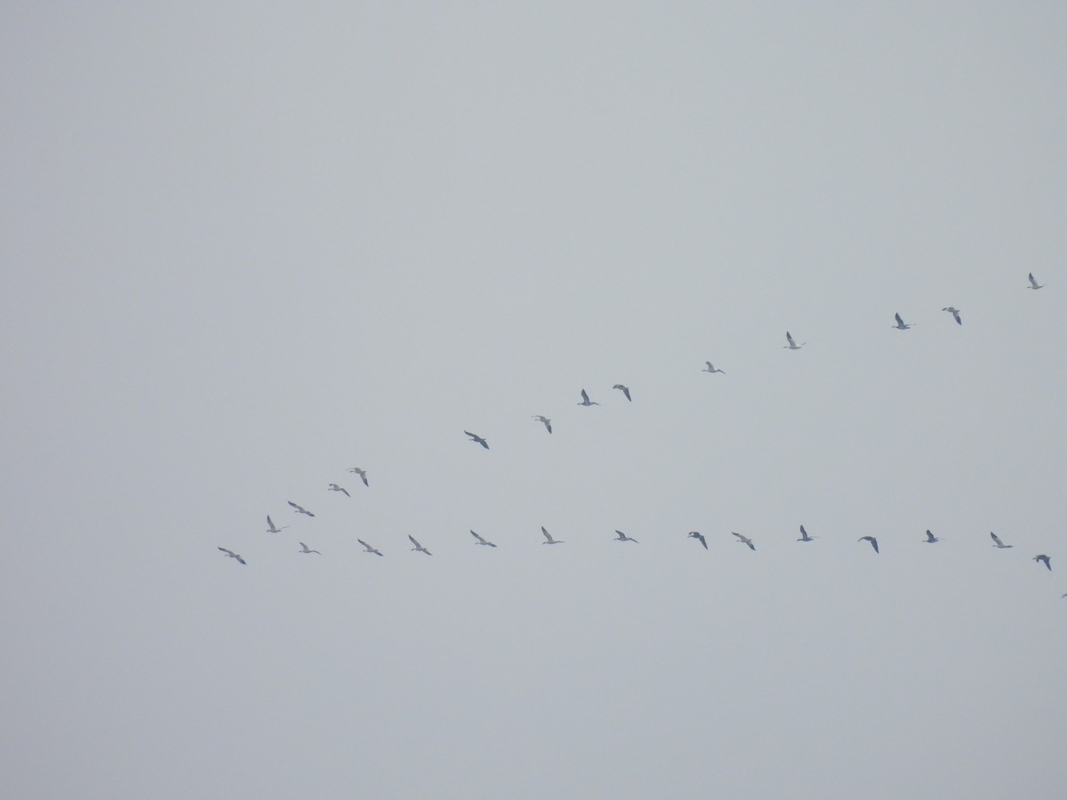 Snow Goose - ML646611755