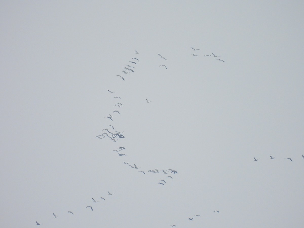 Snow Goose - ML646611756