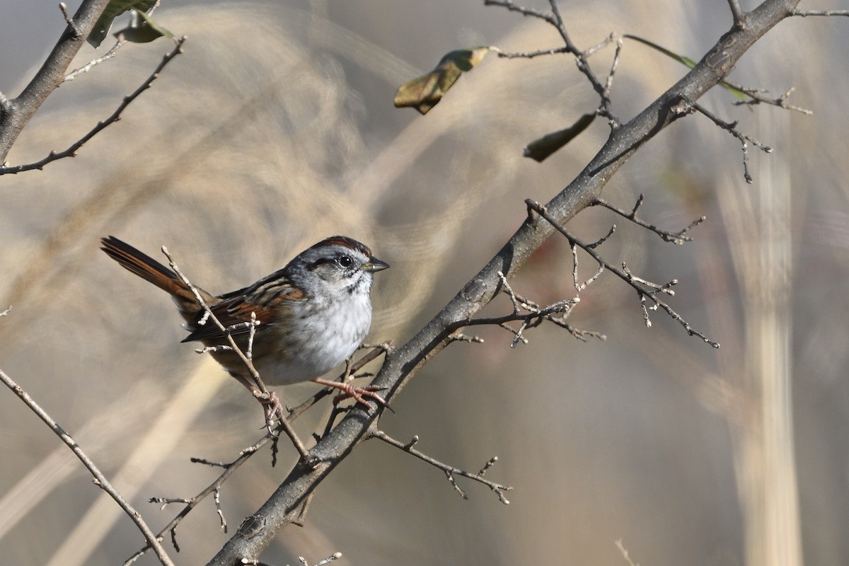 Bruant des marais - ML646611763