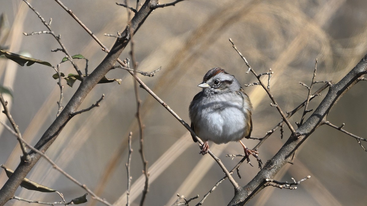 Bruant des marais - ML646611764