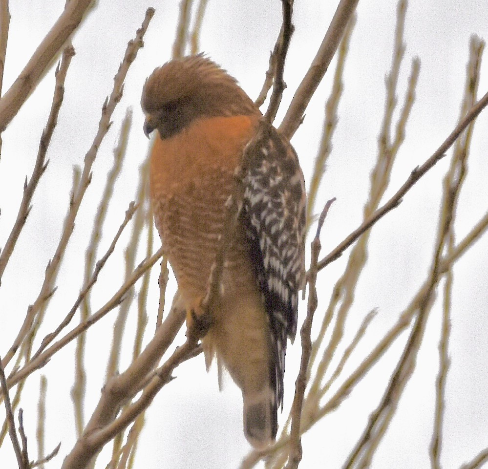 Red-shouldered Hawk - ML646611766