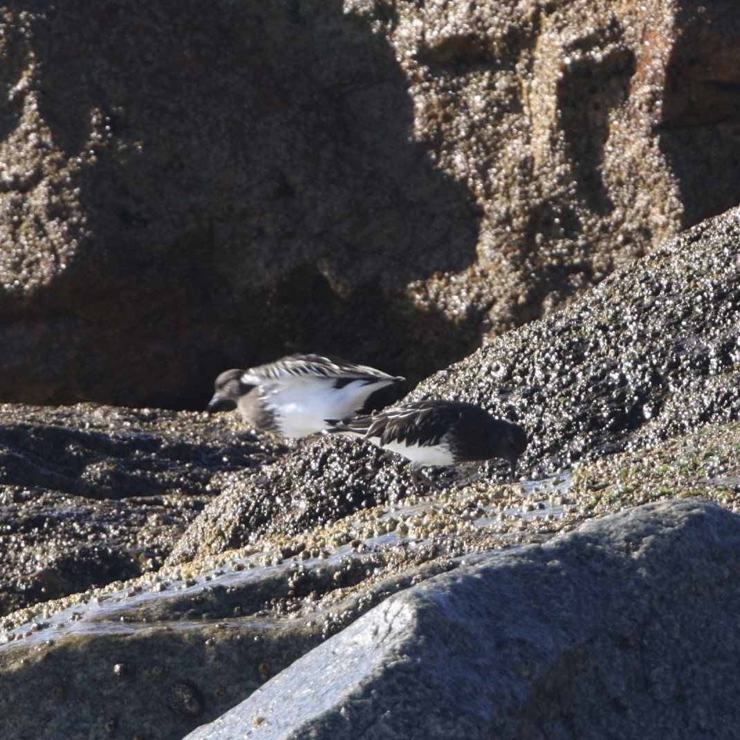 Black Turnstone - ML646611769