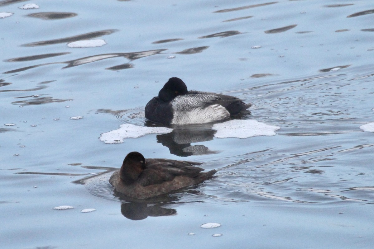 小斑背潛鴨 - ML646611770