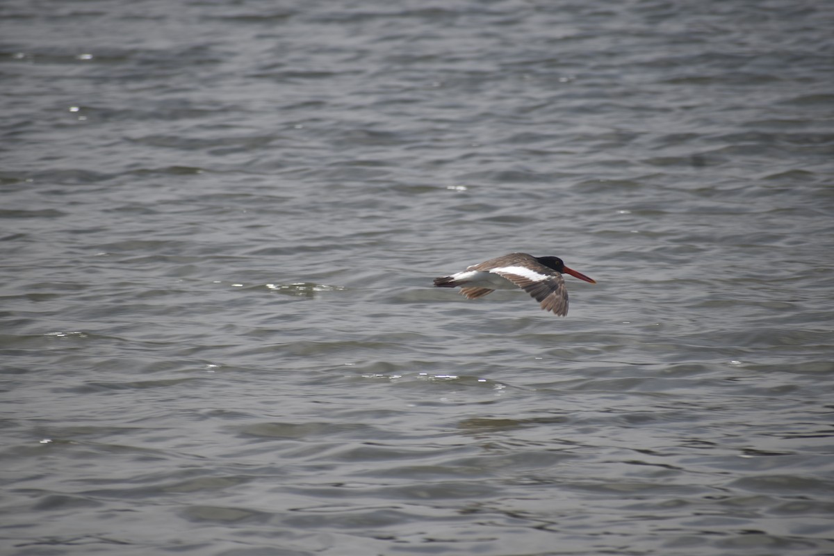 American Oystercatcher - ML646611771
