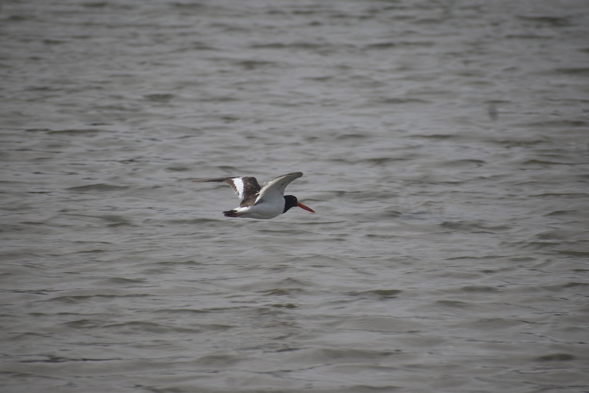American Oystercatcher - ML646611772
