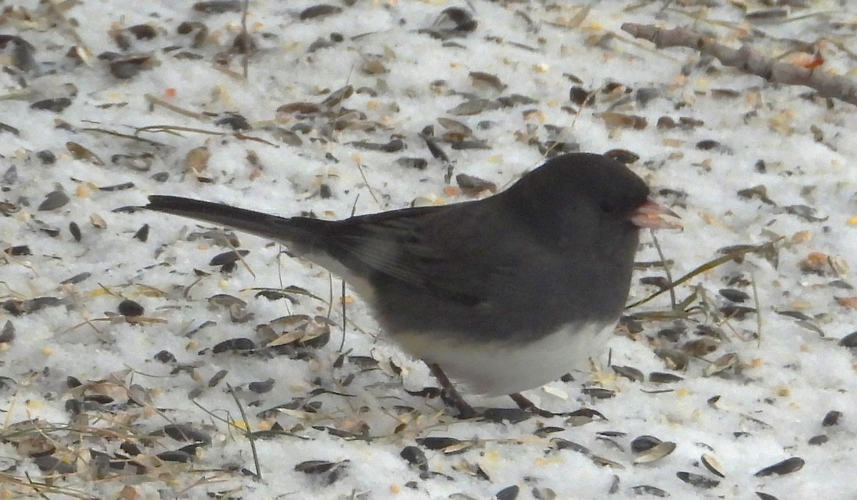 Dark-eyed Junco - ML646611773