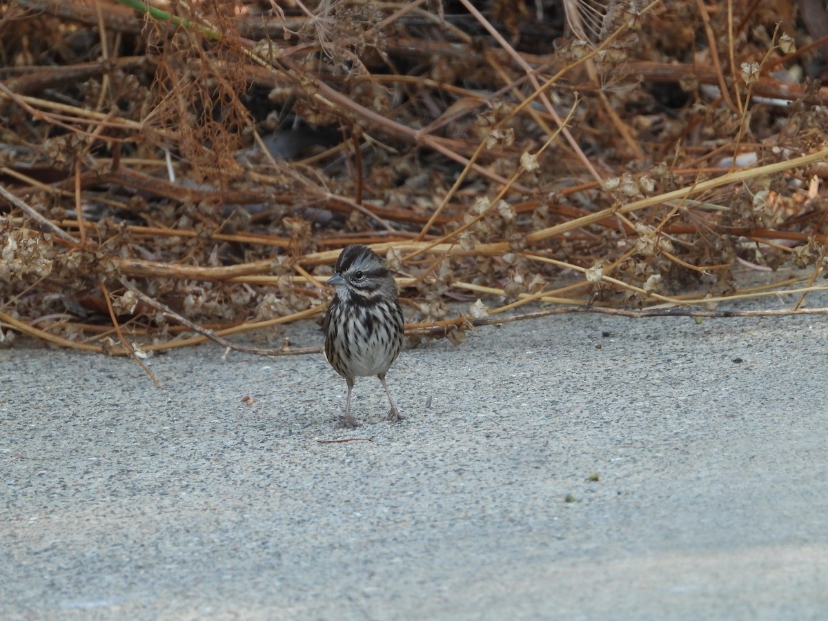 Song Sparrow - ML646611774