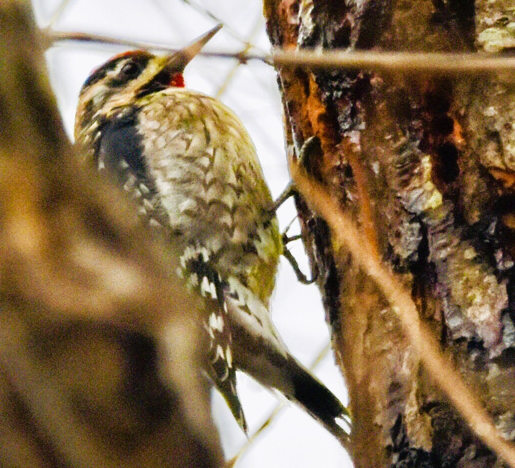 Yellow-bellied Sapsucker - ML646611775