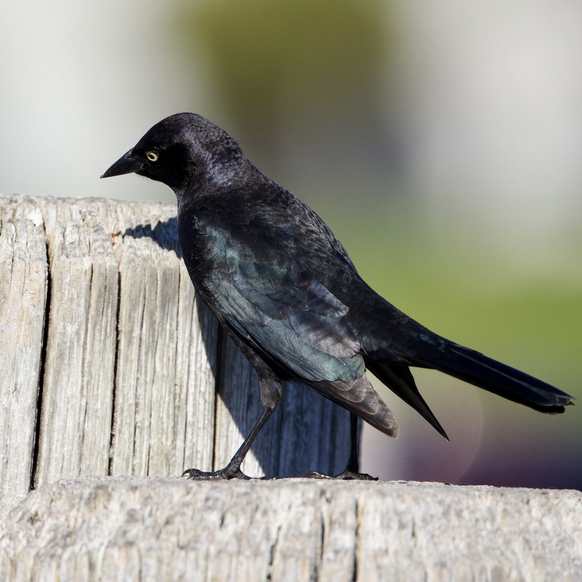 Brewer's Blackbird - ML646611776