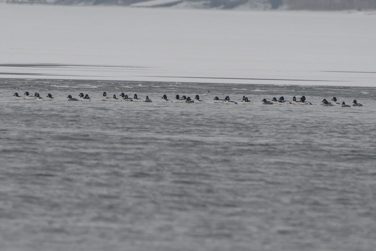 Murgilari urrebegia - ML646611777