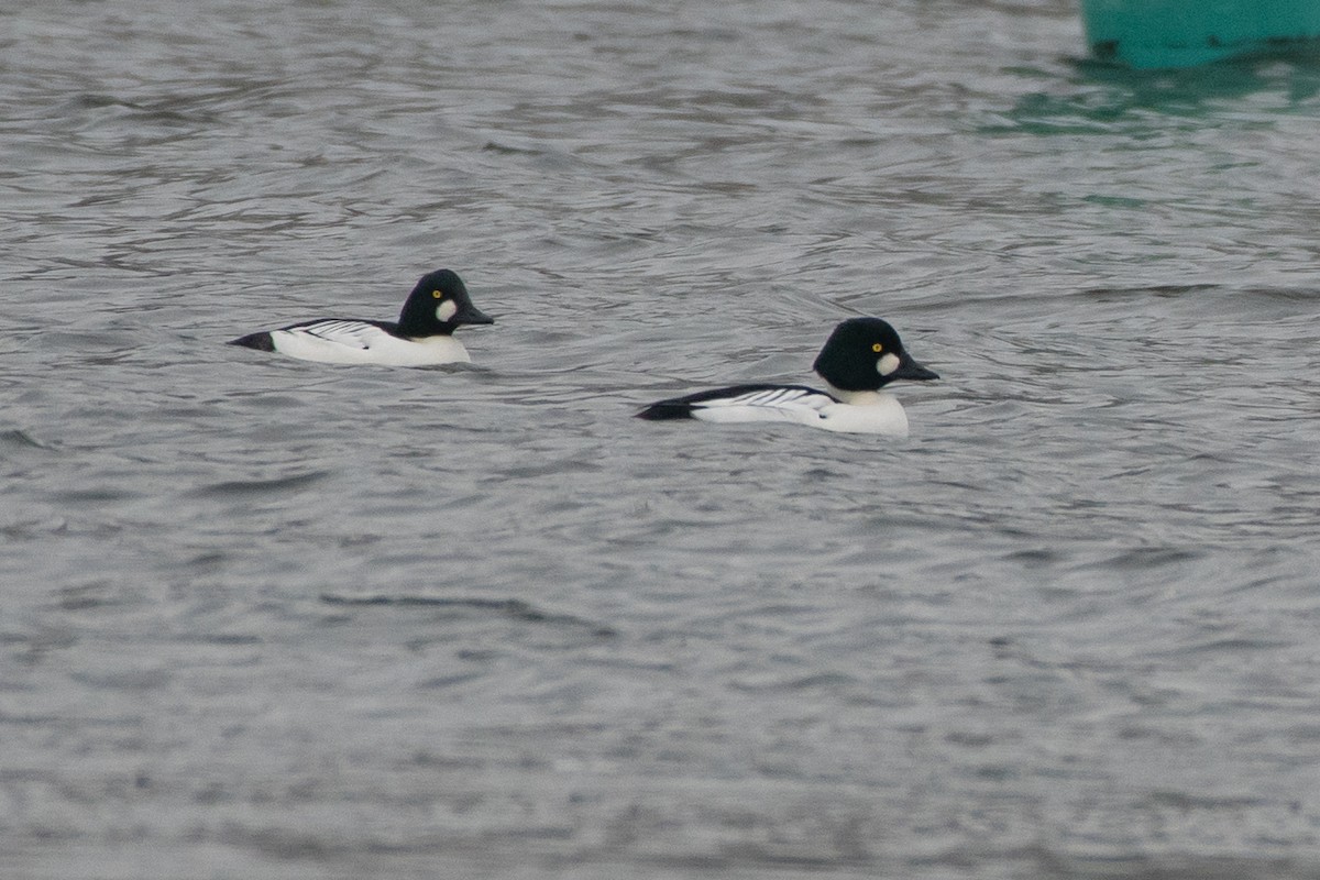 Murgilari urrebegia - ML646611778