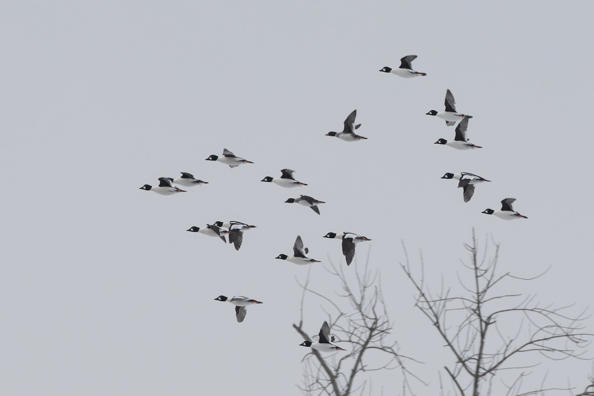 Murgilari urrebegia - ML646611779