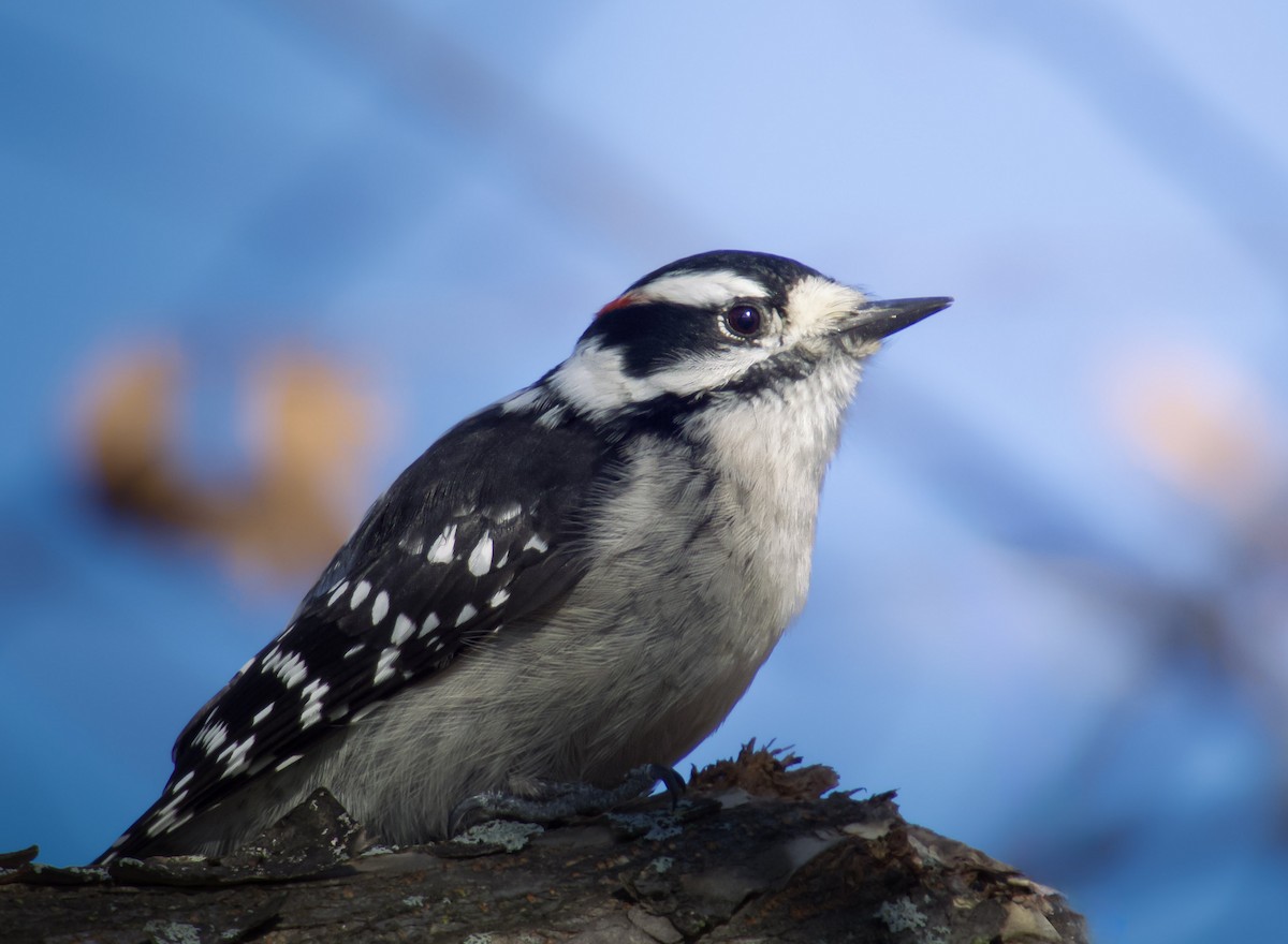 Downy Woodpecker - ML646611780