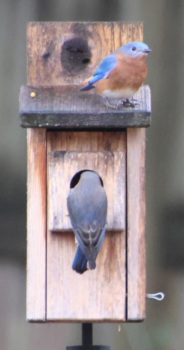Eastern Bluebird - ML646611781