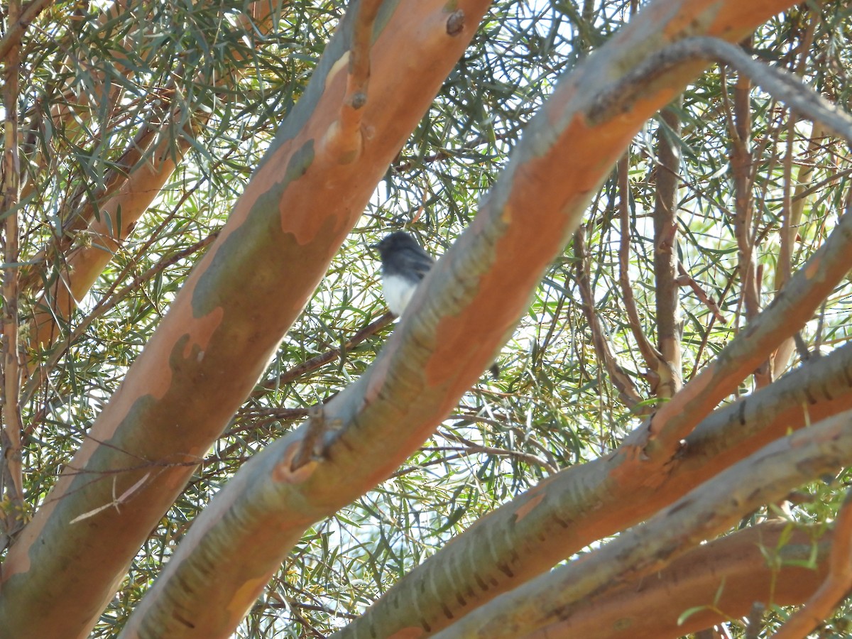 Black Phoebe - ML646611782