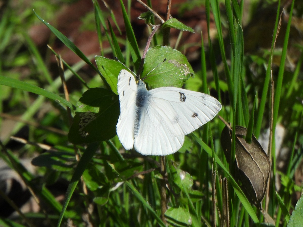 Checkered White - ML646611783