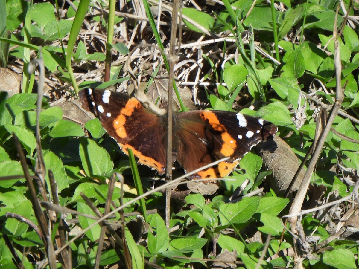 Red Admiral - ML646611784
