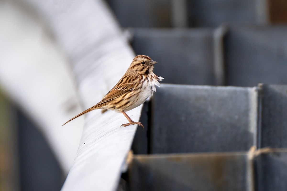 Song Sparrow - ML646611785