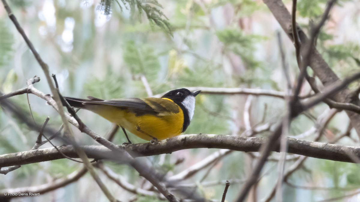Golden Whistler - ML646611786