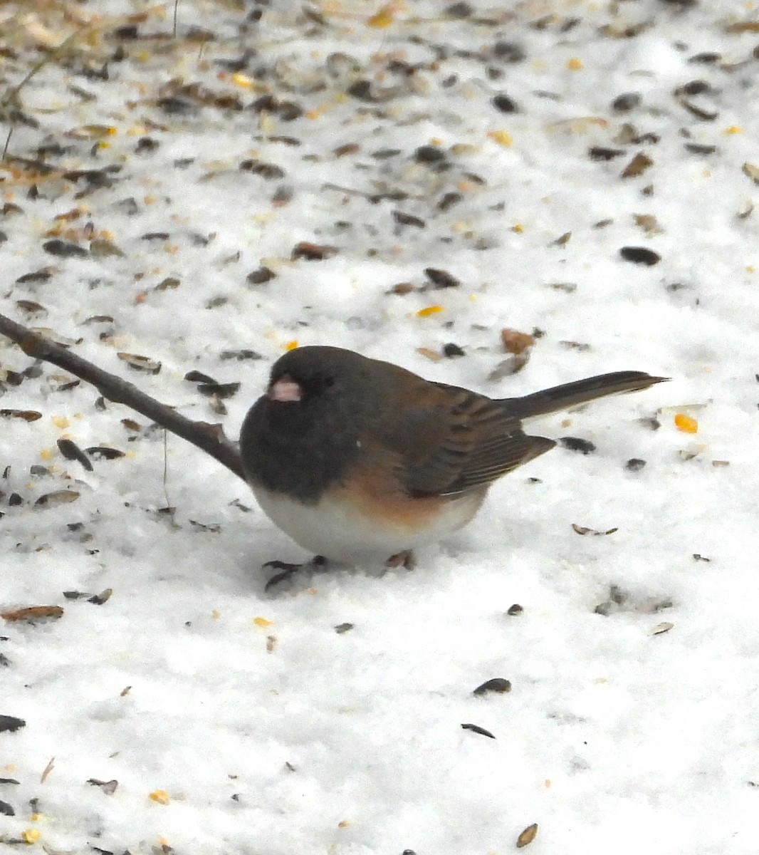Dark-eyed Junco (cismontanus) - ML646611787