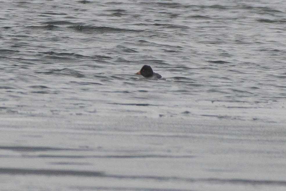 Murgilari urrebegia - ML646611788