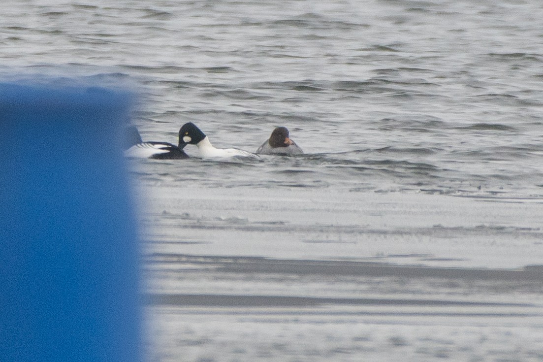 Murgilari urrebegia - ML646611789