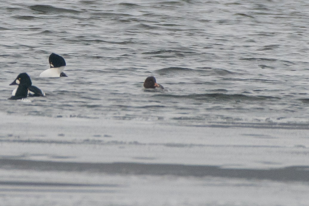 Murgilari urrebegia - ML646611790