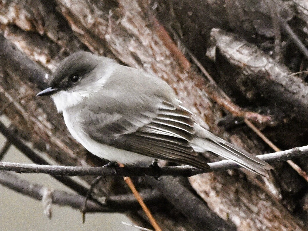 Eastern Phoebe - ML646611792