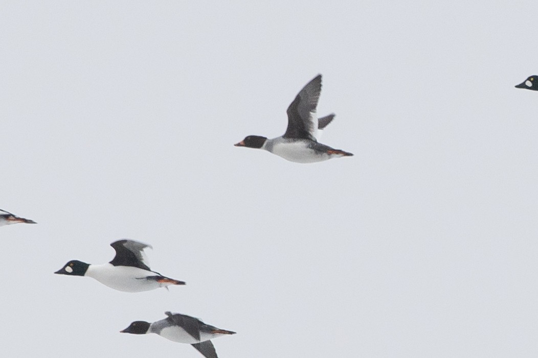 Murgilari urrebegia - ML646611793