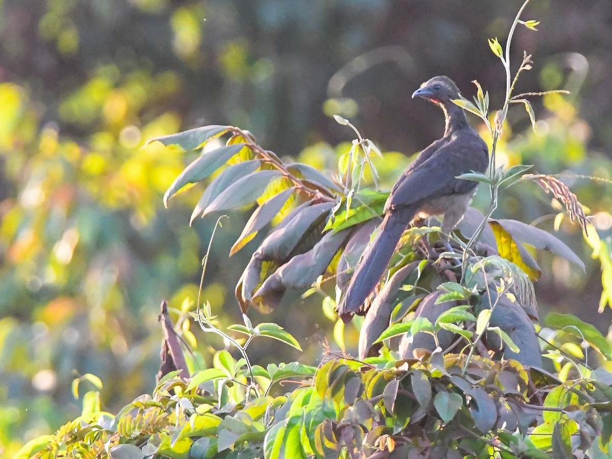 Buff-browed Chachalaca - ML646611795