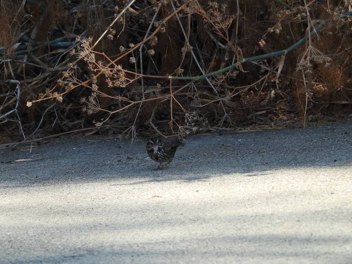 Song Sparrow - ML646611799