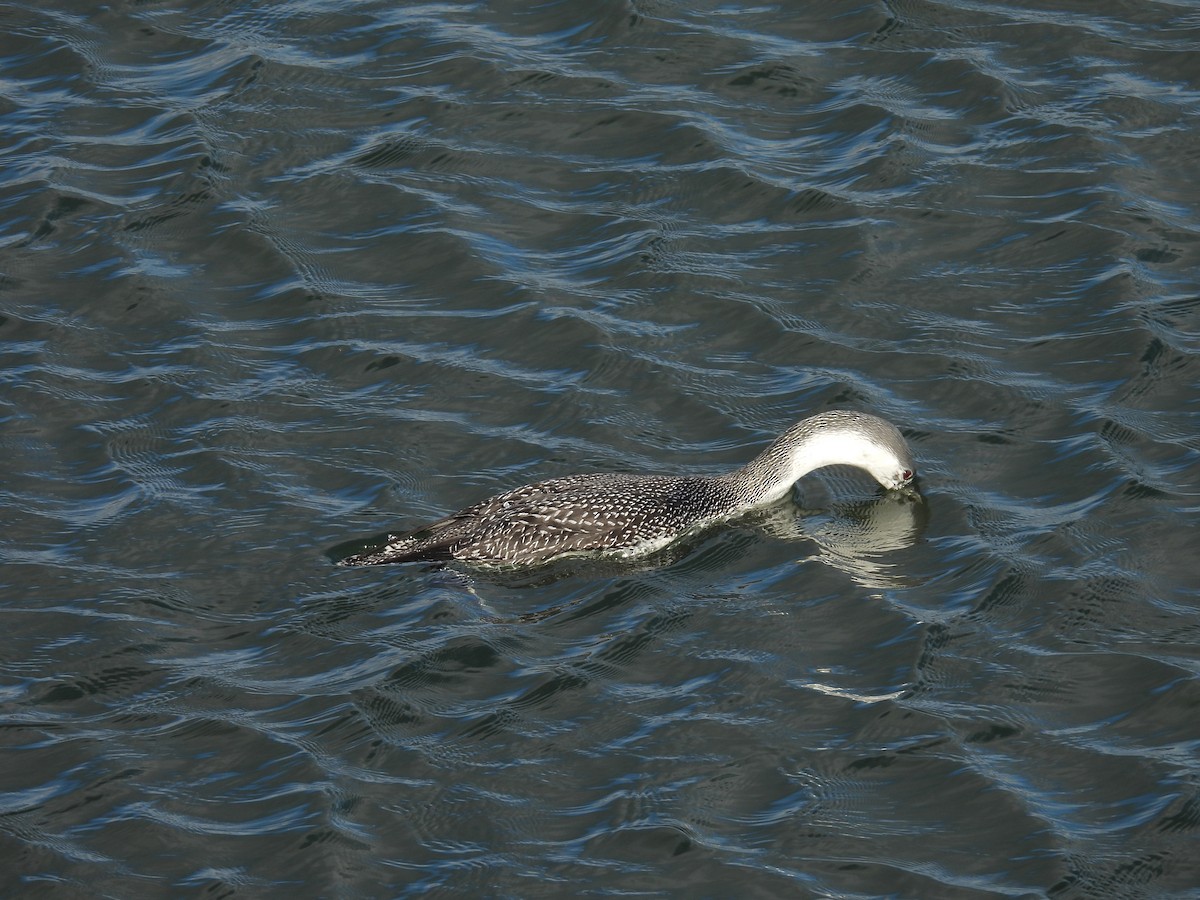 Aliota txikia - ML646611801