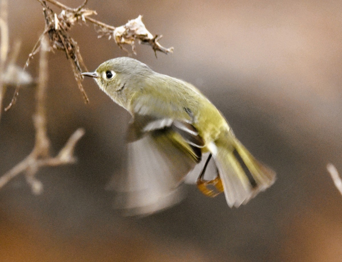 Erregetxo mottogorria - ML646611803