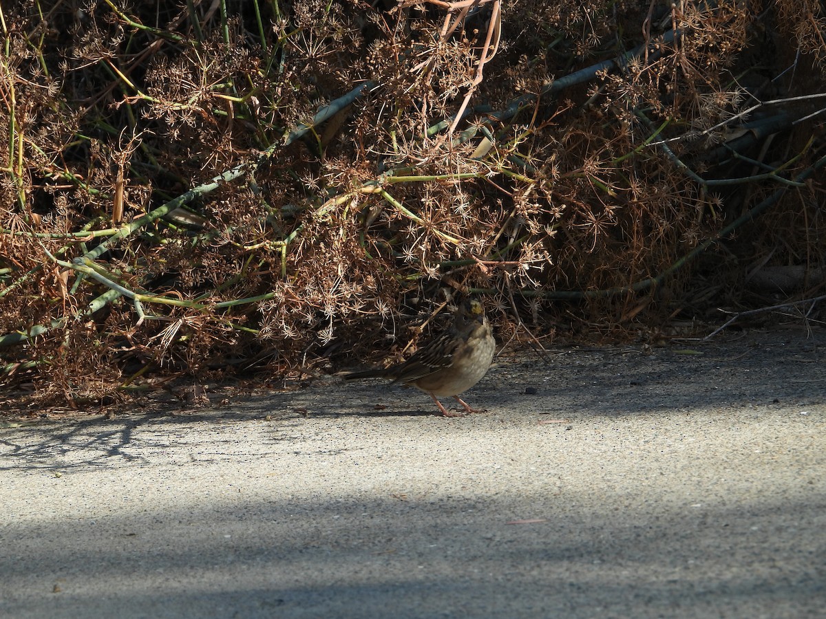 Golden-crowned Sparrow - ML646611804