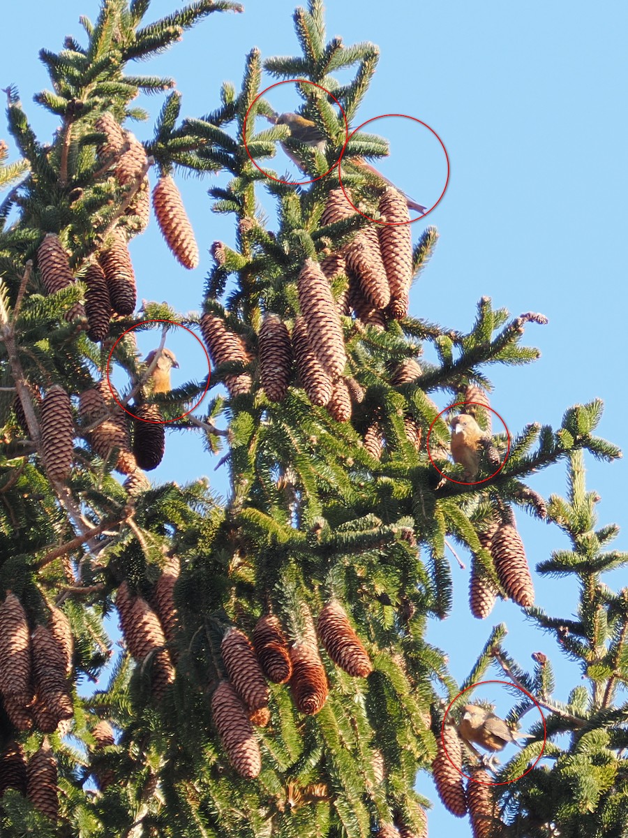 Mokoker arrunta - ML646611805