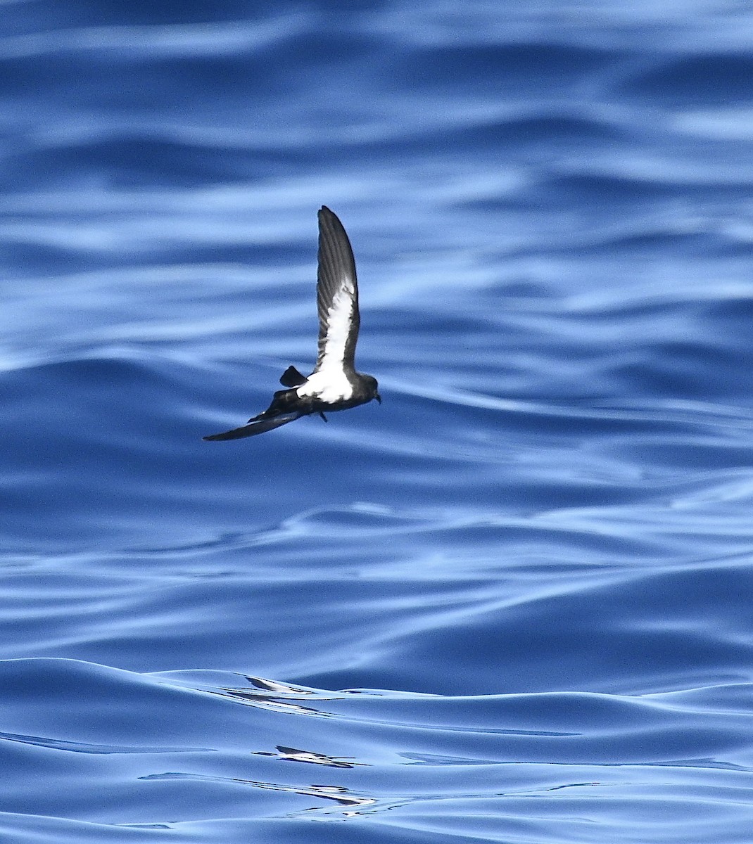 svartbukstormsvale - ML646611806