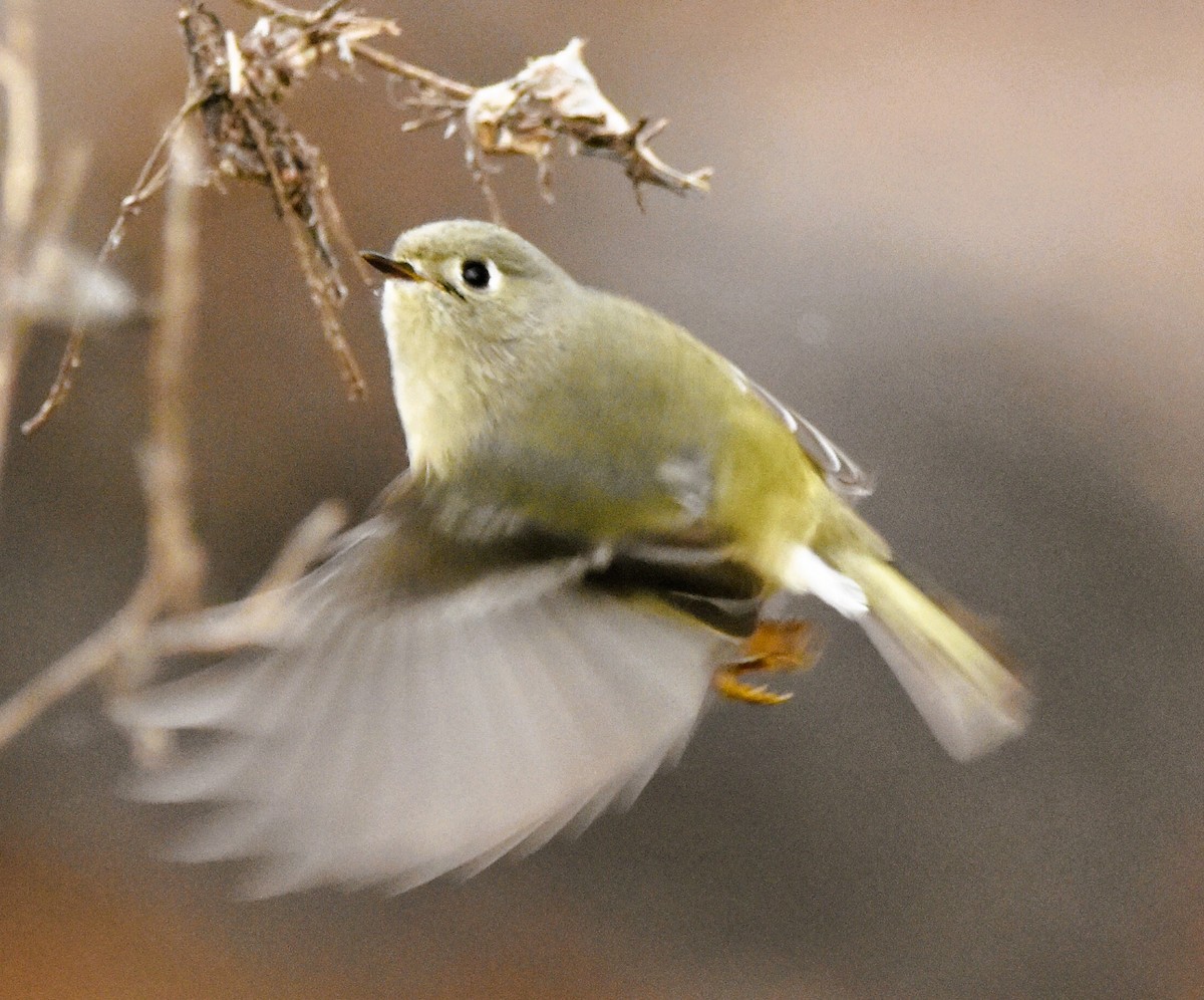 Erregetxo mottogorria - ML646611807