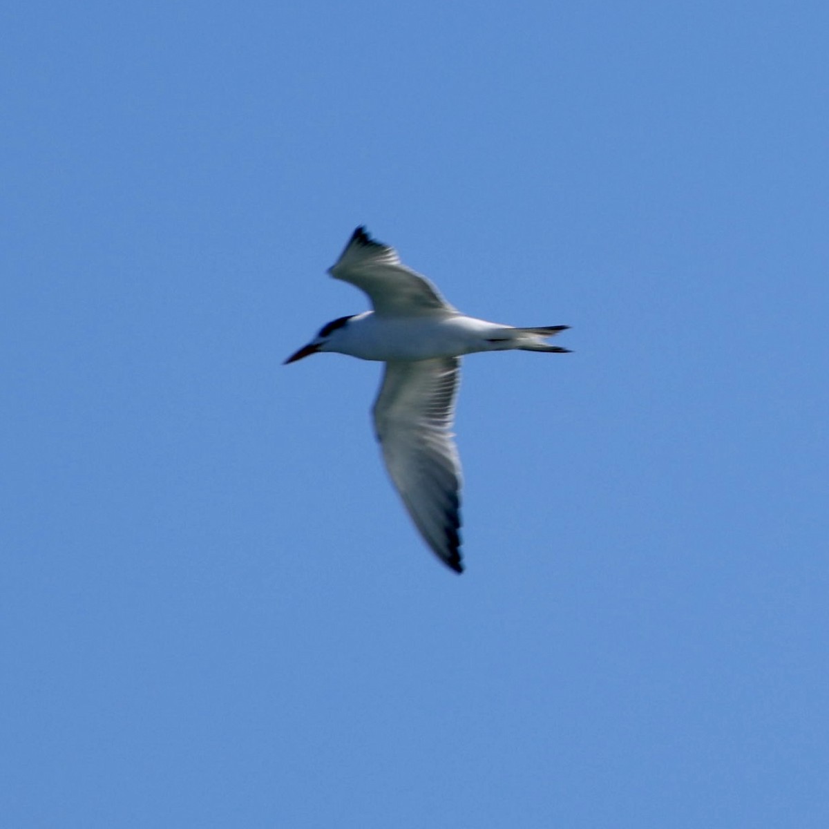 Royal Tern - ML646611808