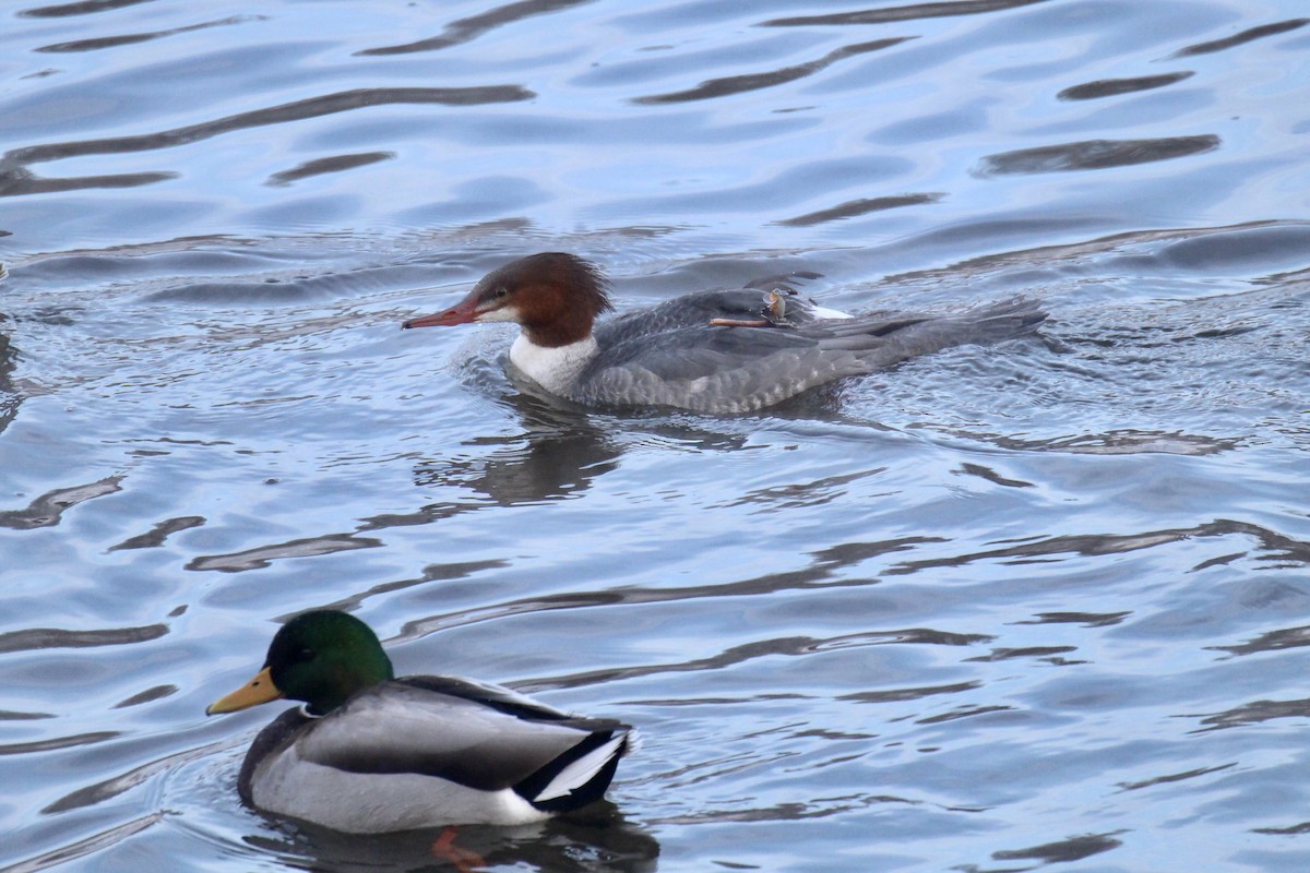 川秋沙(americanus) - ML646611810